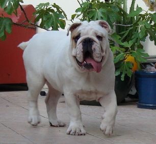 Roma Dalila  Dyskretny urok burzuazji