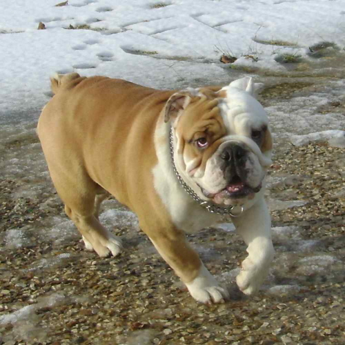 Metakisbulls I'am Elfish
