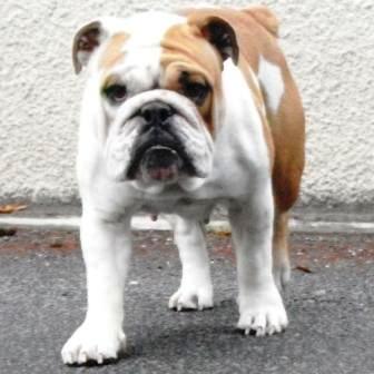 Metakisbulls I'am Goree all girl