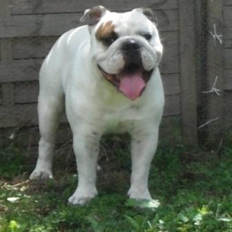 Metakisbulls I'am Hermes