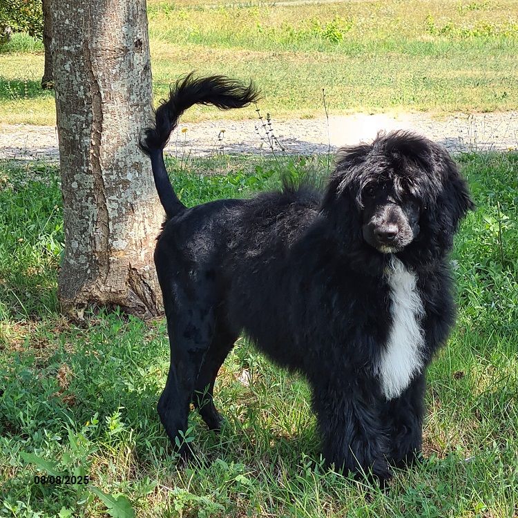 Trois chiots (1 mâles et 2 femelles) disponibles à l'adoption.