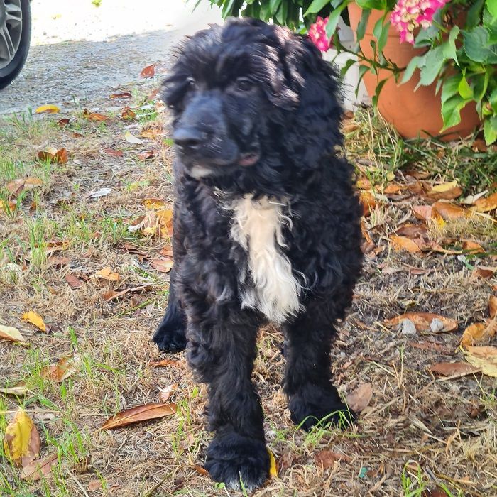 Metakisbulls I'am - Chiots disponibles - Chien d'eau portugais