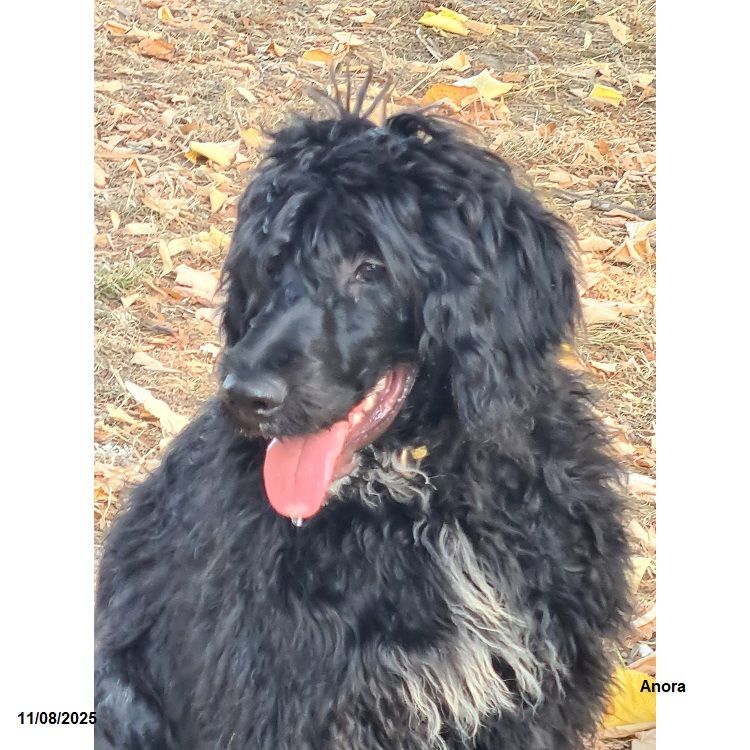 Metakisbulls I'am - Chiots disponibles - Chien d'eau portugais