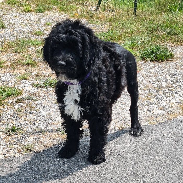 Metakisbulls I'am - Chiots disponibles - Chien d'eau portugais