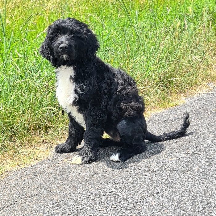 Metakisbulls I'am - Chiots disponibles - Chien d'eau portugais
